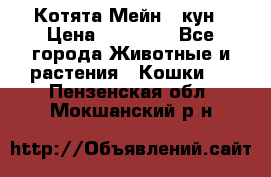 Котята Мейн - кун › Цена ­ 19 000 - Все города Животные и растения » Кошки   . Пензенская обл.,Мокшанский р-н